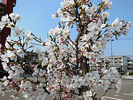 2010年5月、抱樸館福岡が開所するときに、ここがたくさんの人たちのふるさとになることを願って、地域の方々が贈ってくださった桜です