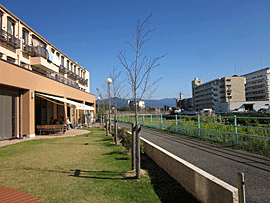 地域の皆さんから贈られた桜の木が並ぶ抱樸館福岡の庭の風景