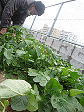 青々と葉を茂らせて育った大根