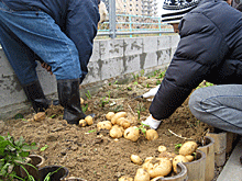 大きな男爵イモがゴロゴロ