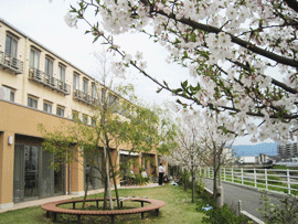 6年前、抱樸館福岡の開所を記念して地域の皆さんと一緒に庭に植樹した桜が、今年も見事に咲きました