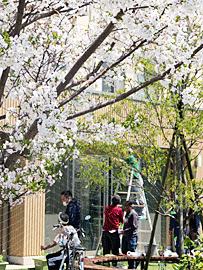 満開の桜が咲く庭で、夏に向けてグリーンカーテンの準備をしました