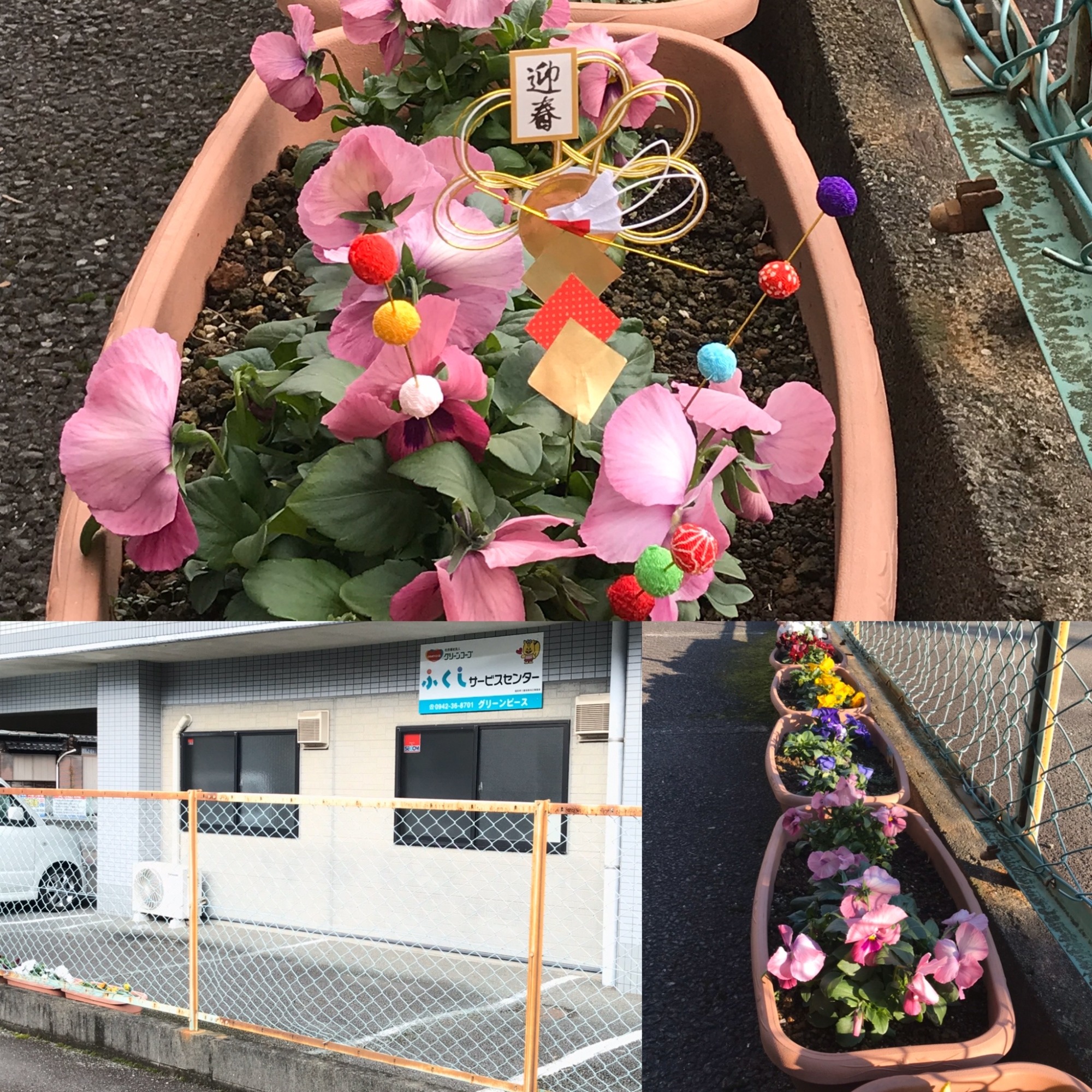 グリーンピースの看板と正月仕様のプランター