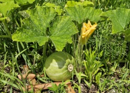生柳川の園庭に植えているかぼちゃの実も大きく成長しています