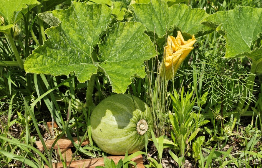 生柳川の園庭に植えているかぼちゃの実も大きく成長しています