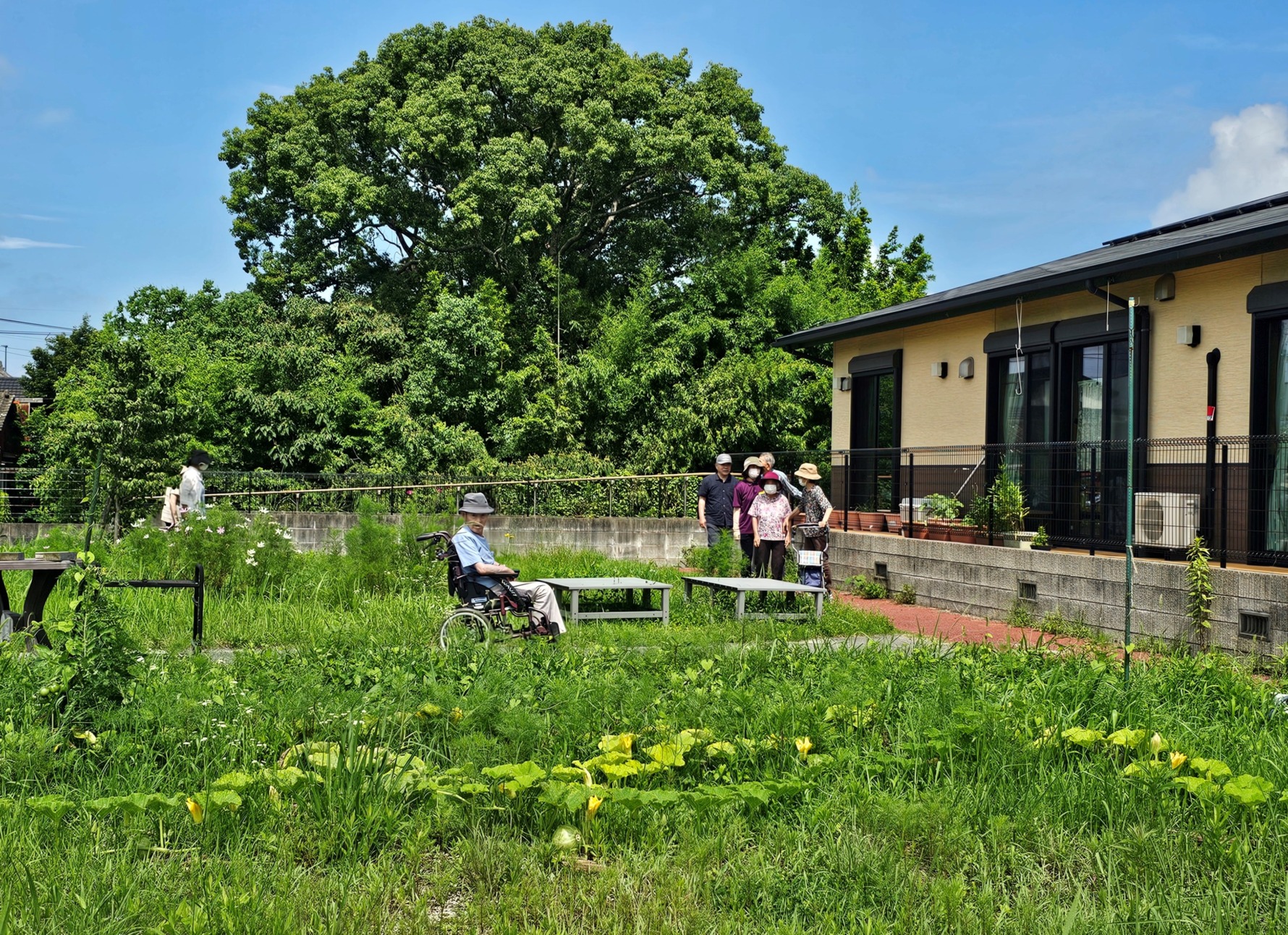 デイ柳川の初夏の園庭の様子