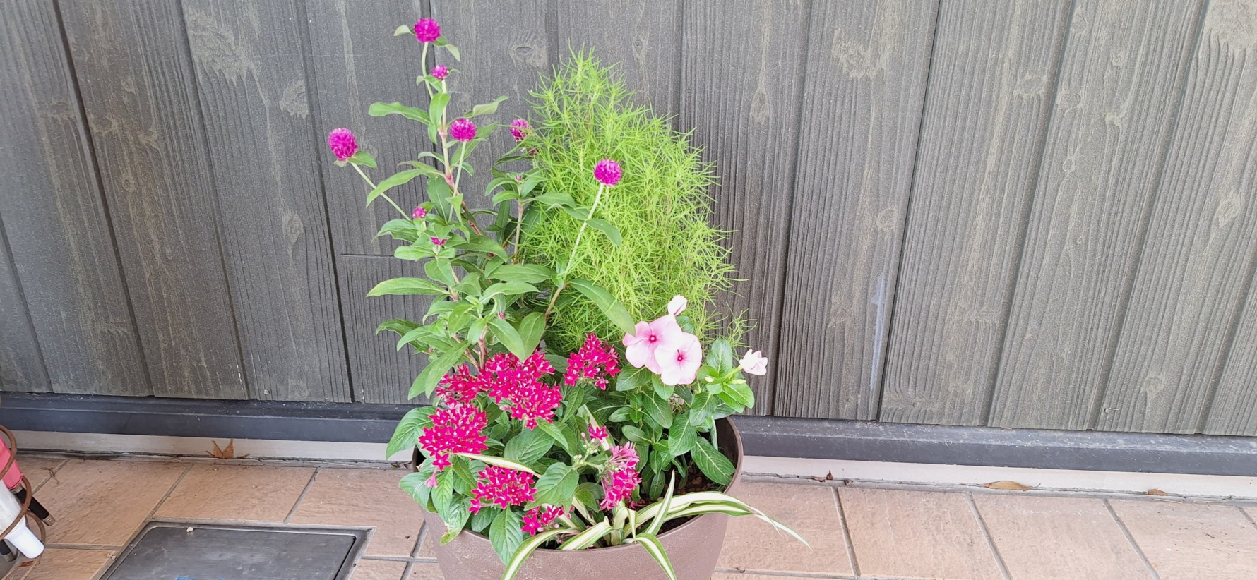 ヘルパーが作ったの植寄せ