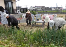 園庭の玉ねぎをご利用者が収穫されています