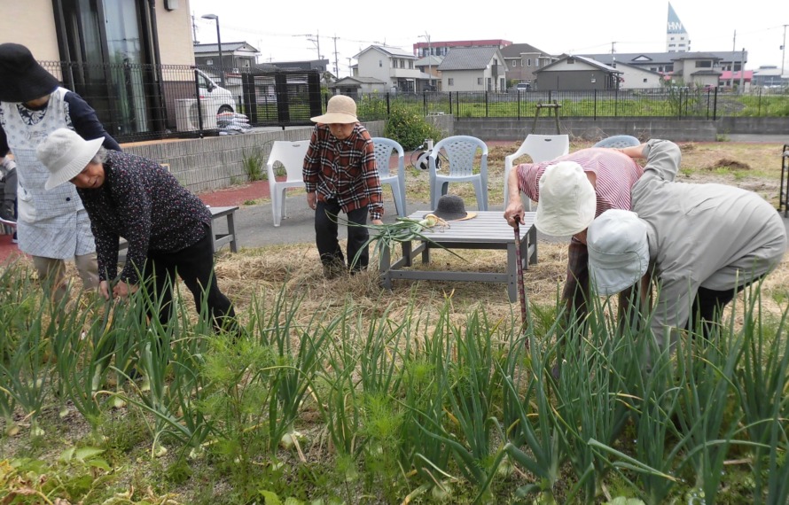 園庭の玉ねぎをご利用者が収穫されています