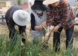 デイ柳川の園庭に植えてあるジャガイモをご利用者が収穫されています