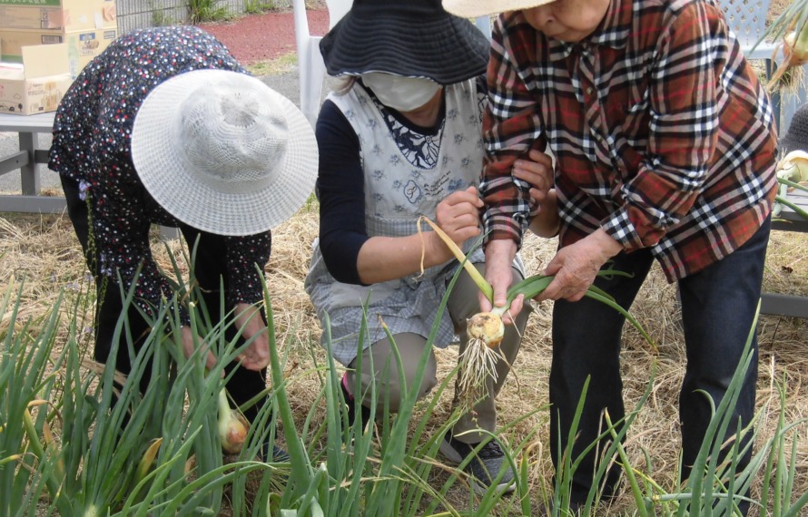 デイ柳川の園庭に植えてあるジャガイモをご利用者が収穫されています