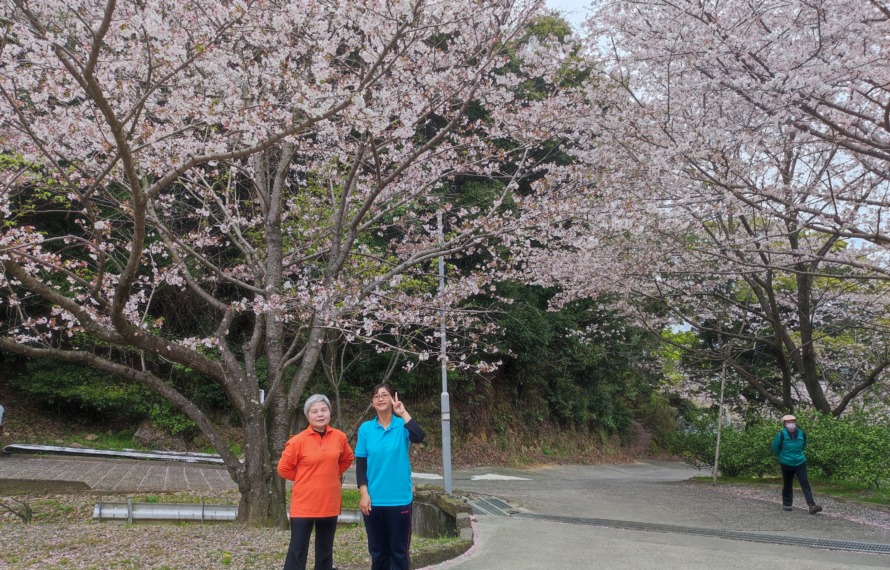 桜の頃