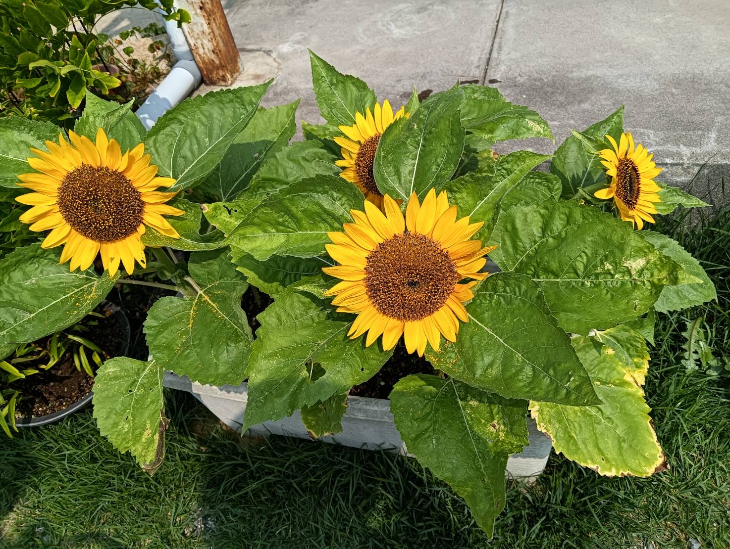 利用者様から頂いたお花です