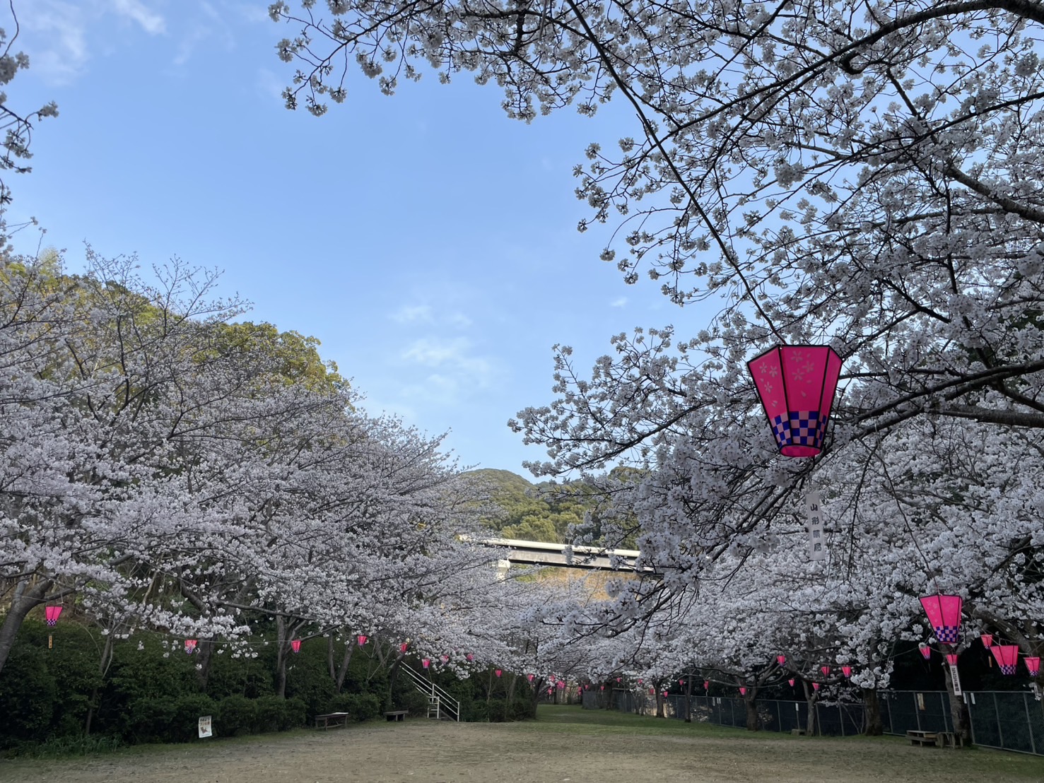 公園の満開の桜