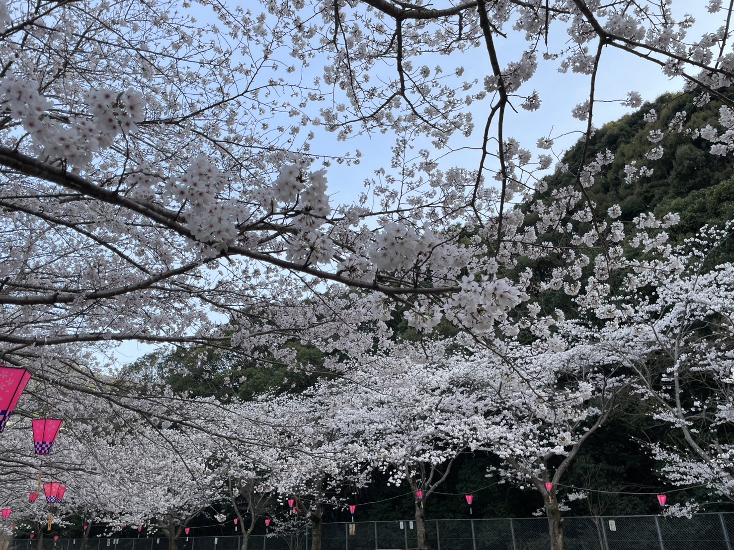 満開桜のアップ