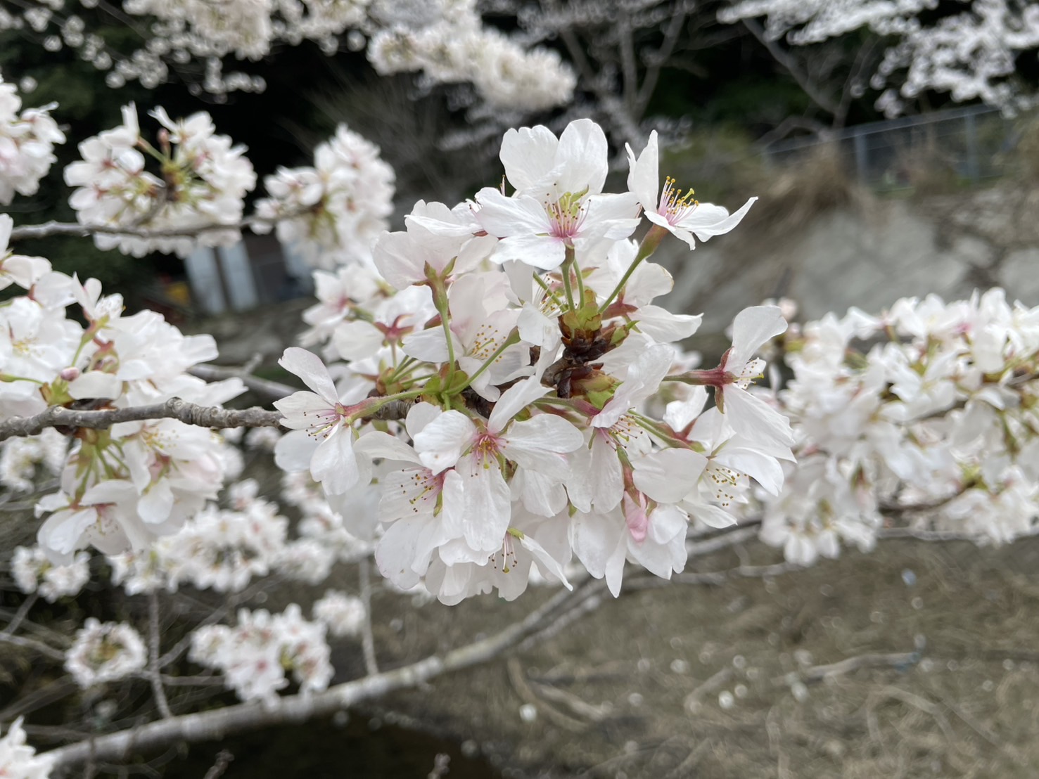 満開桜の更にアップ