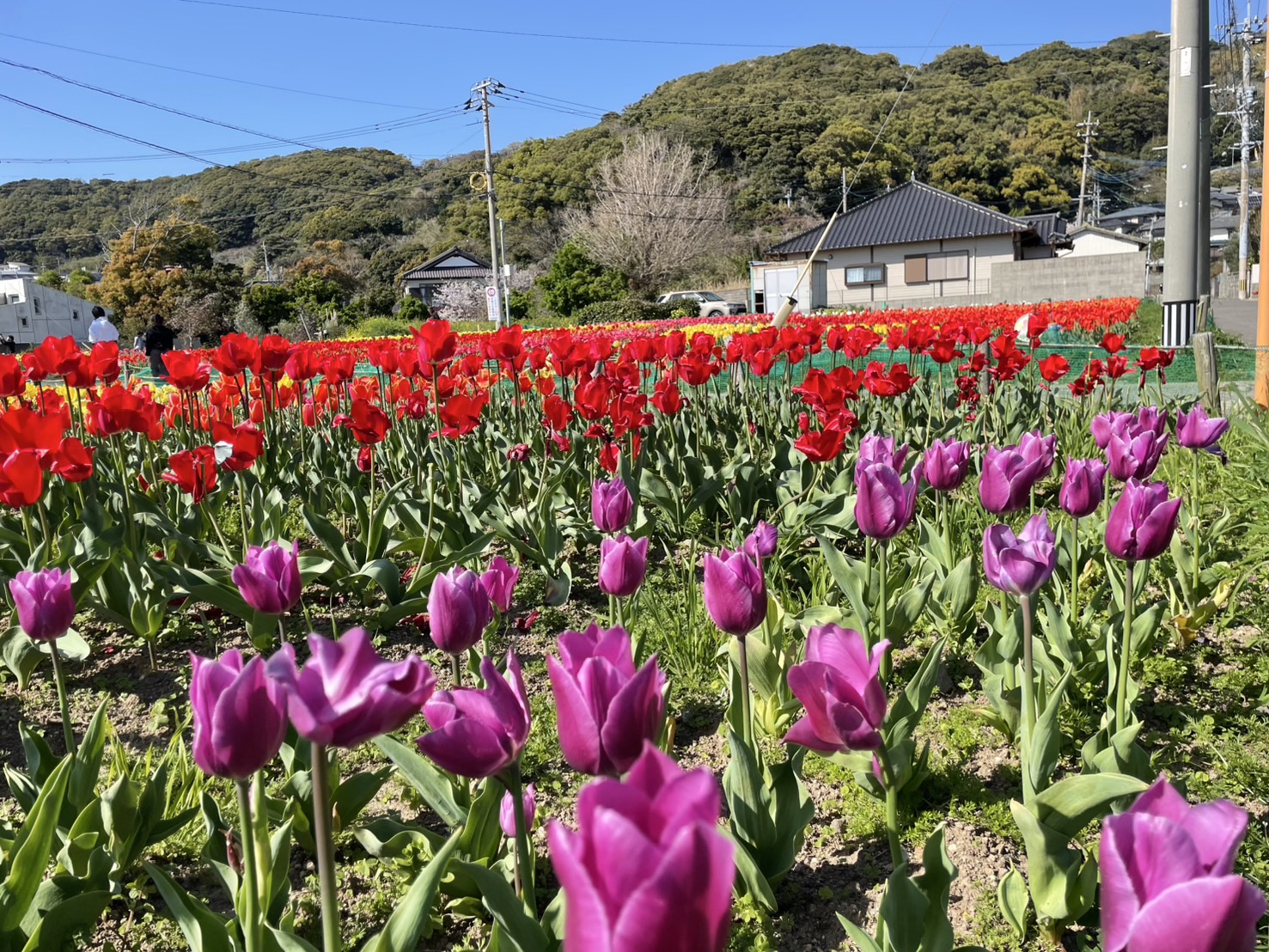 満開のチューリップ