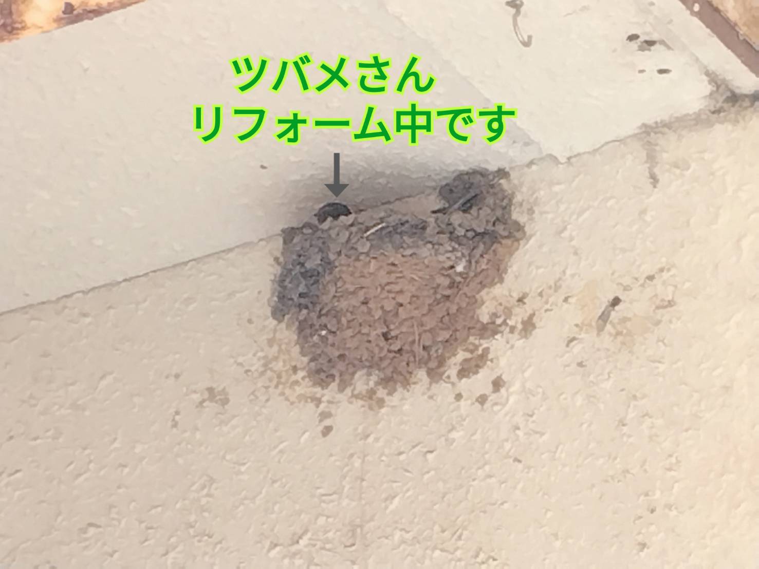 ツバメの巣リフォーム中