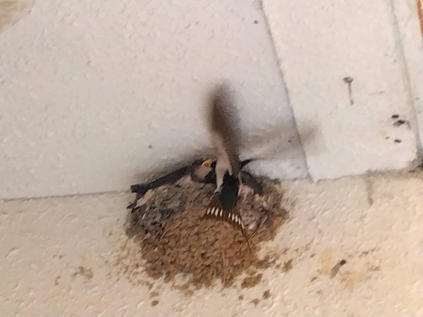 巣に飛んできた親ツバメ
