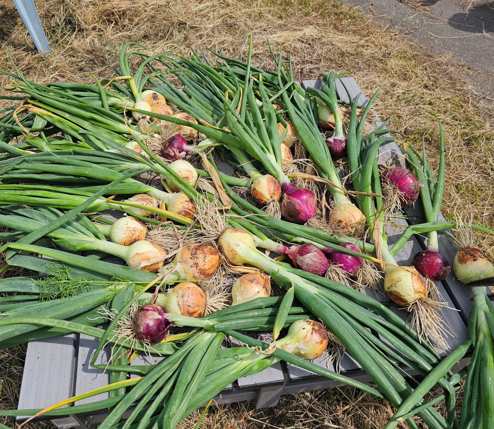 園庭に植えていた玉ねぎを収穫しました。