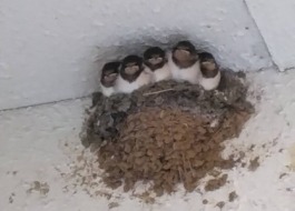 5羽並んだツバメのヒナ