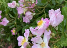 バラの花が満開の写真