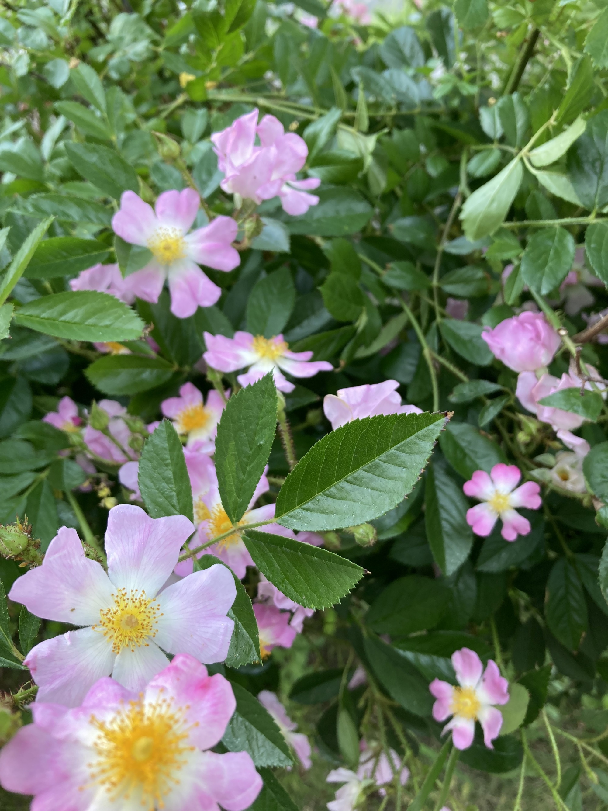 バラの花が満開の写真