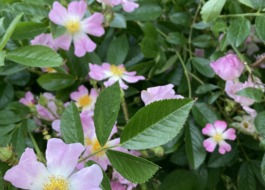バラの花が満開の写真