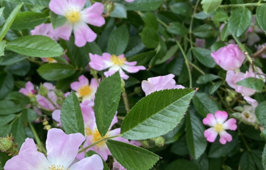 バラの花が満開の写真