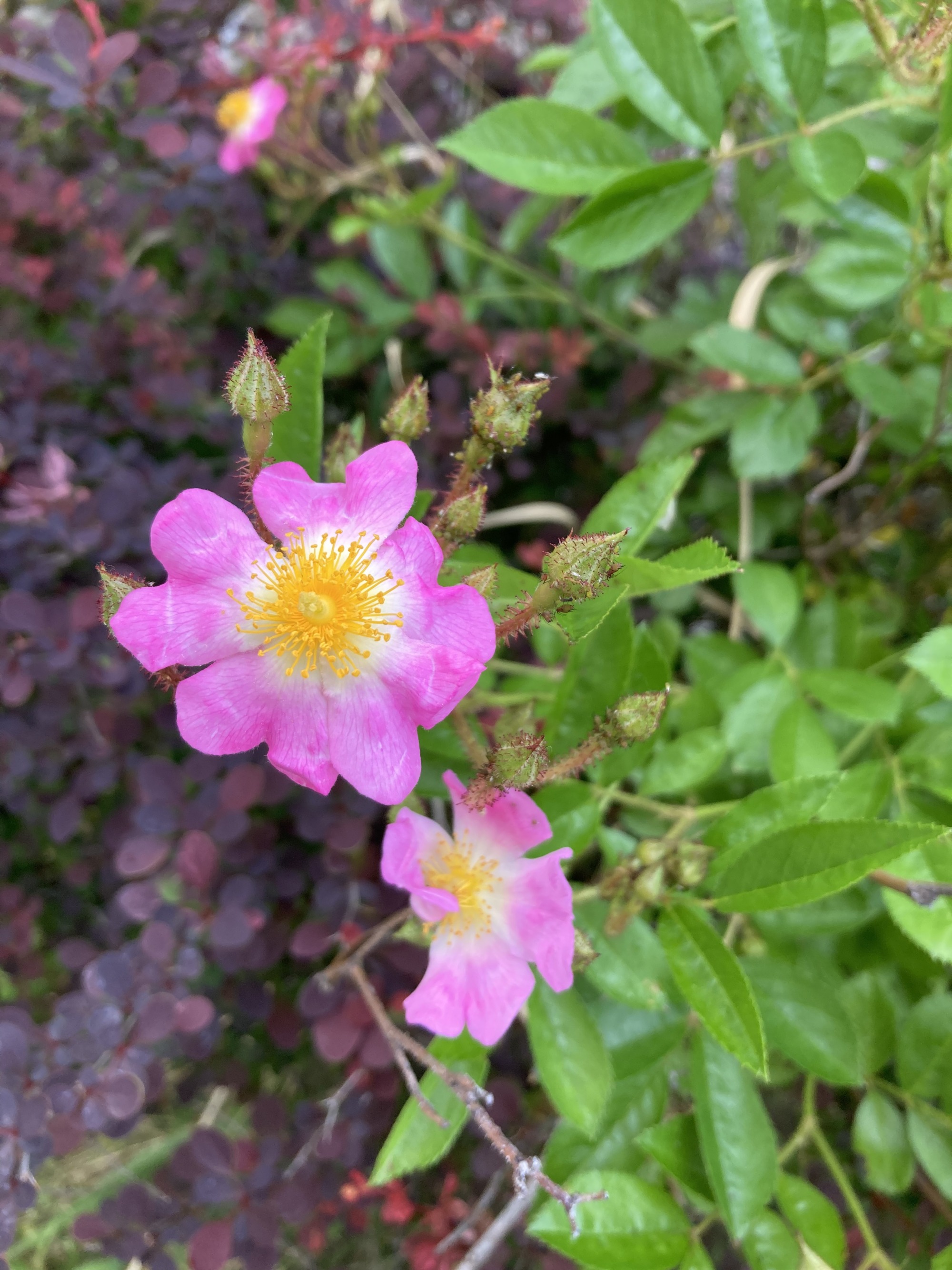 バラの花の写真