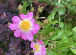 バラの花の写真