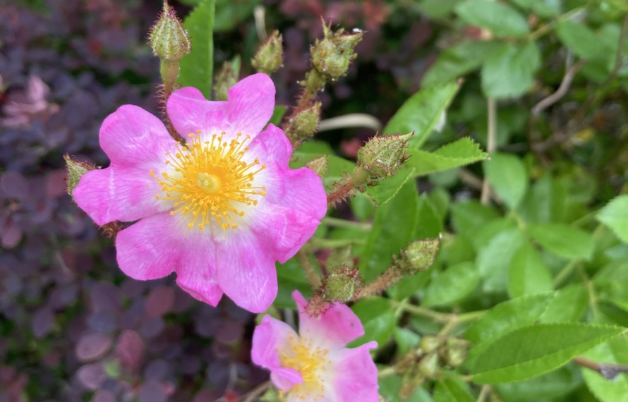 バラの花の写真