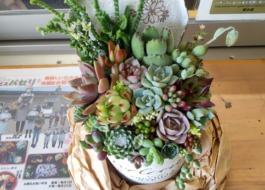 新作の寄せ植え