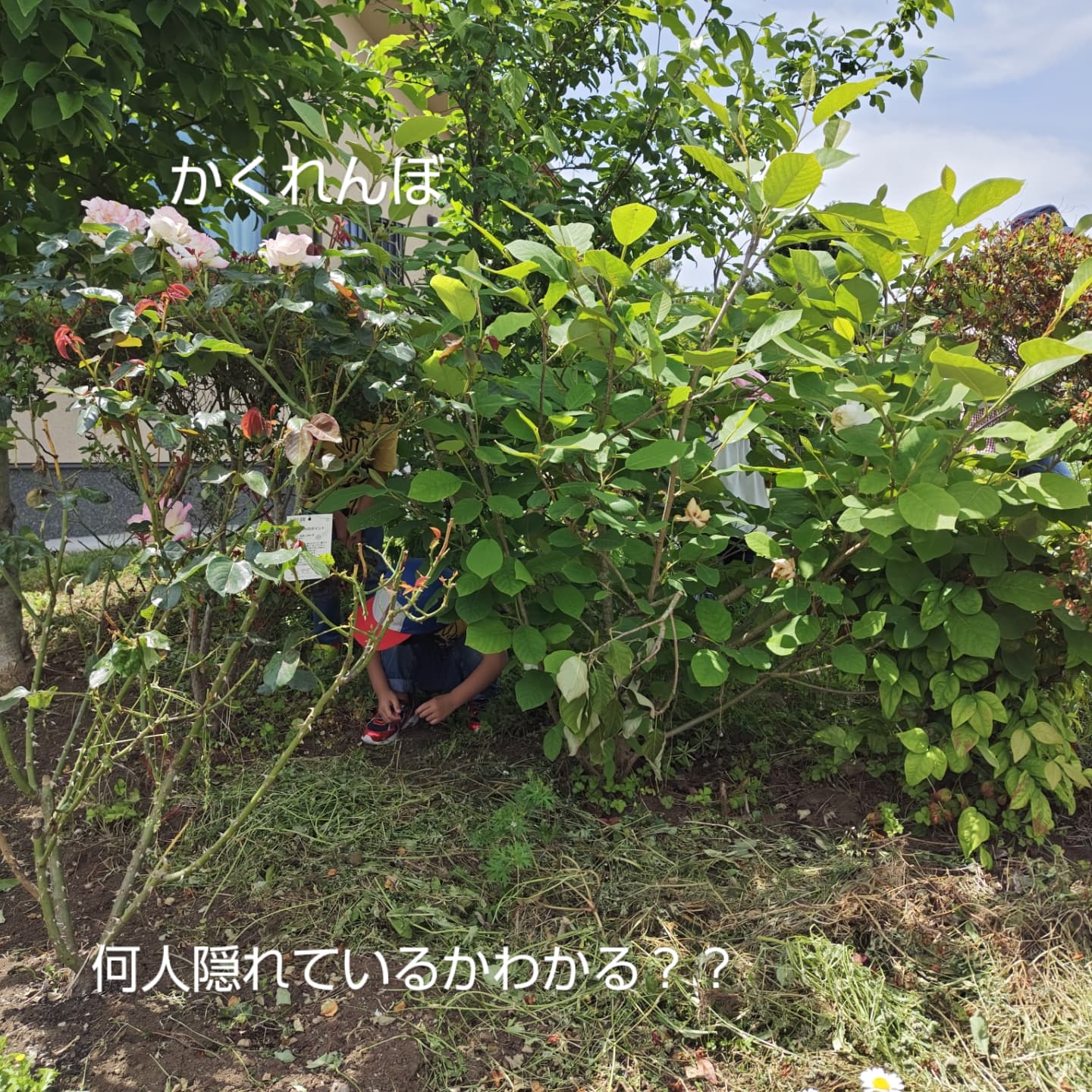 物流センター託児室植木の後ろでかくれんぼ。何人か隠れています。