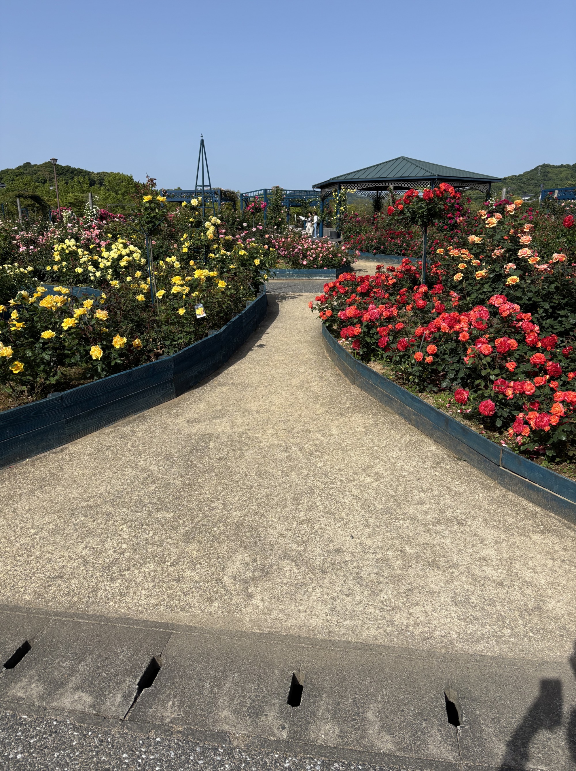 色とりどりの沢山の薔薇