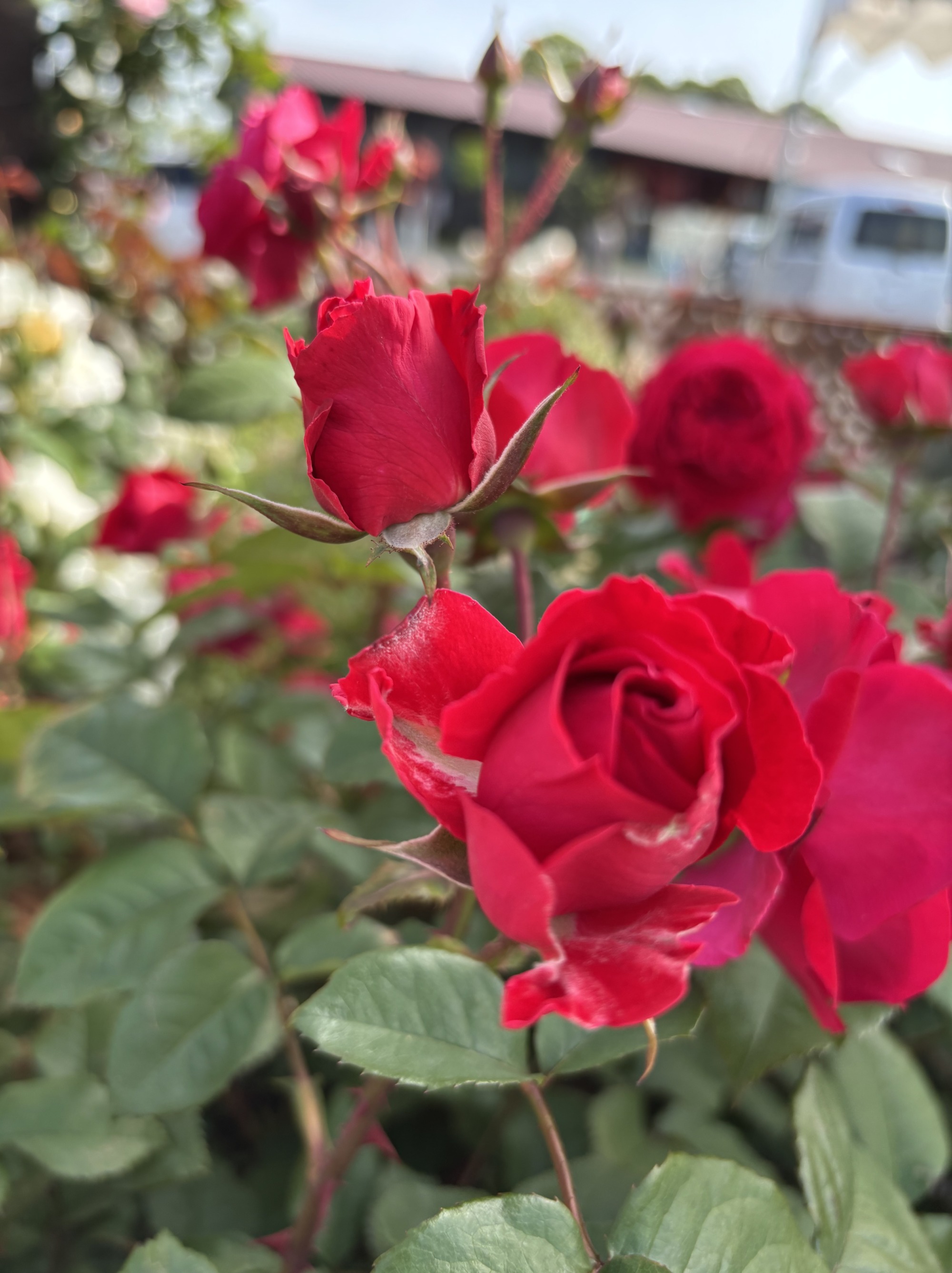 真っ赤な薔薇