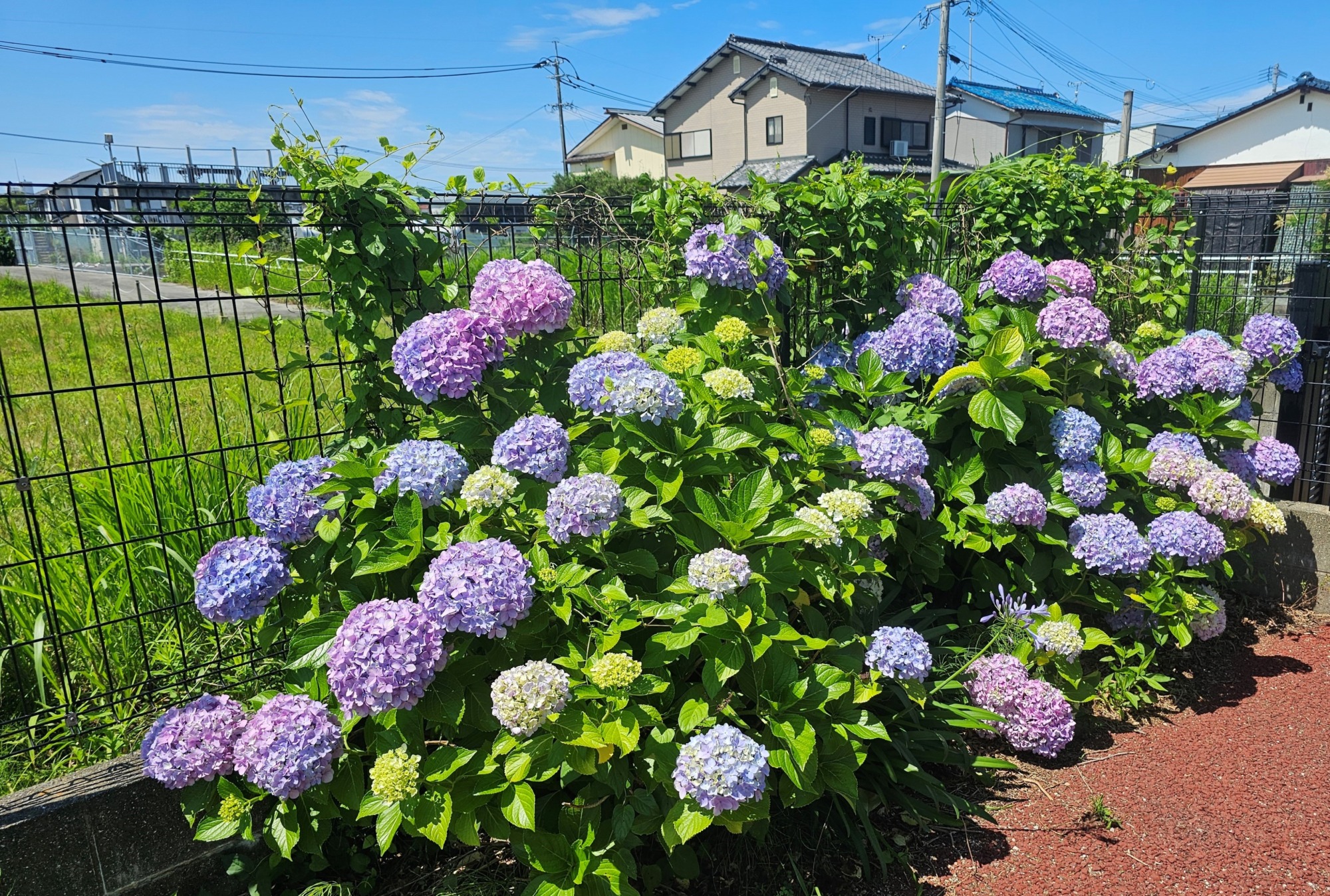 デイ柳川の園庭に咲くアジサイ