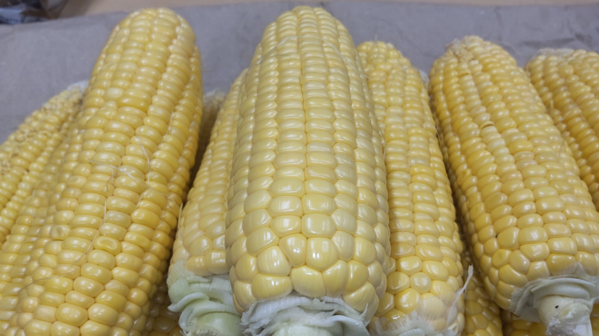 旬のトウモロコシは甘くてはじける美味しさです