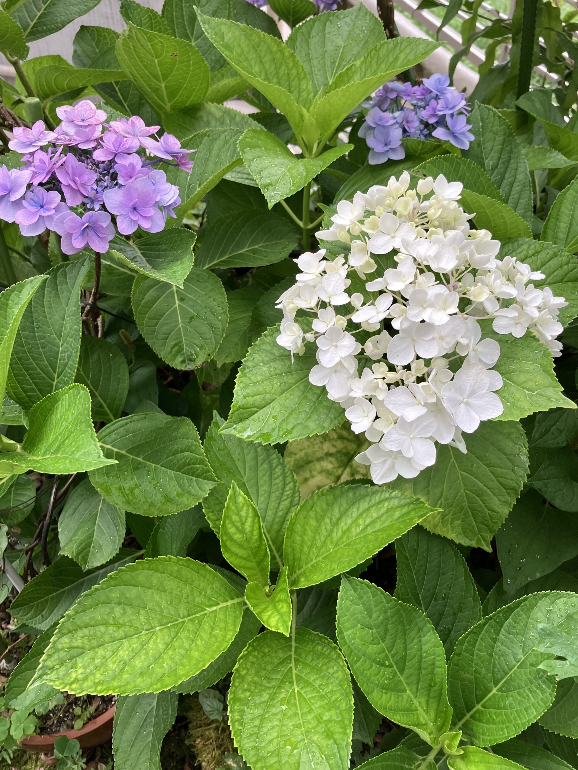 紫陽花
