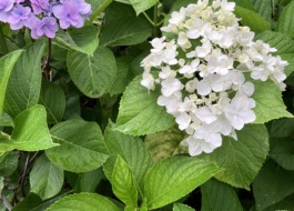 紫陽花