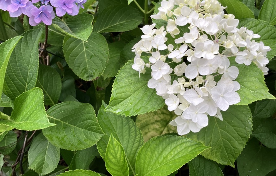 紫陽花