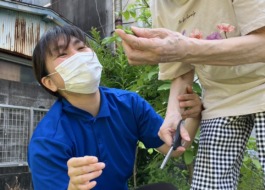オクラの収穫