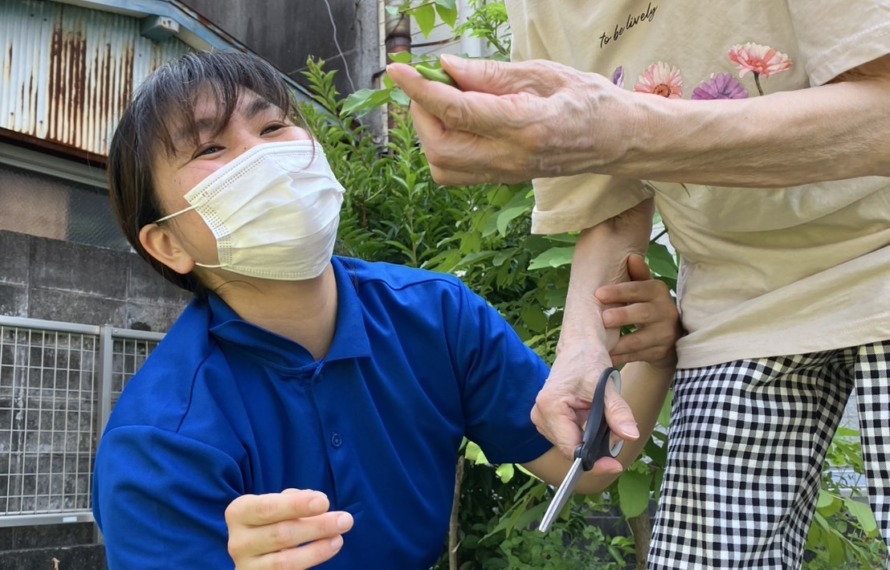 オクラの収穫