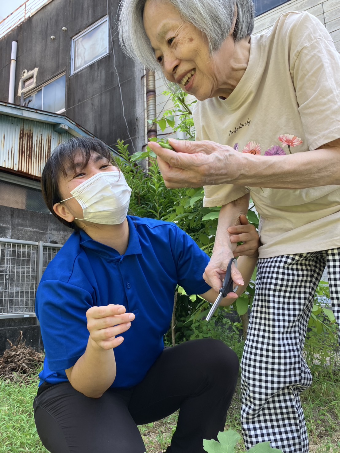 オクラの収穫