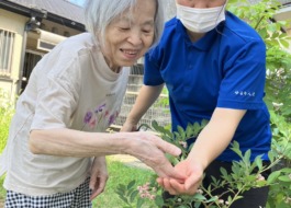 ブルーベリーの収穫
