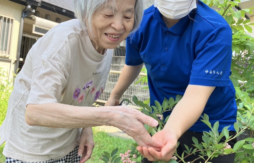 ブルーベリーの収穫