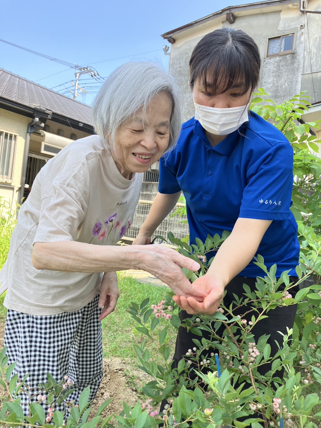 ブルーベリーの収穫