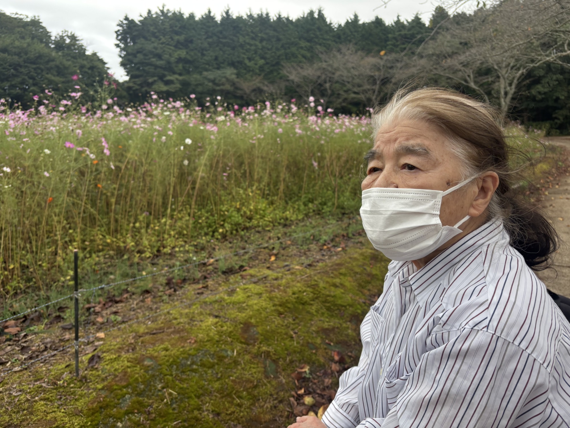 コスモスを眺める女性ご利用者様