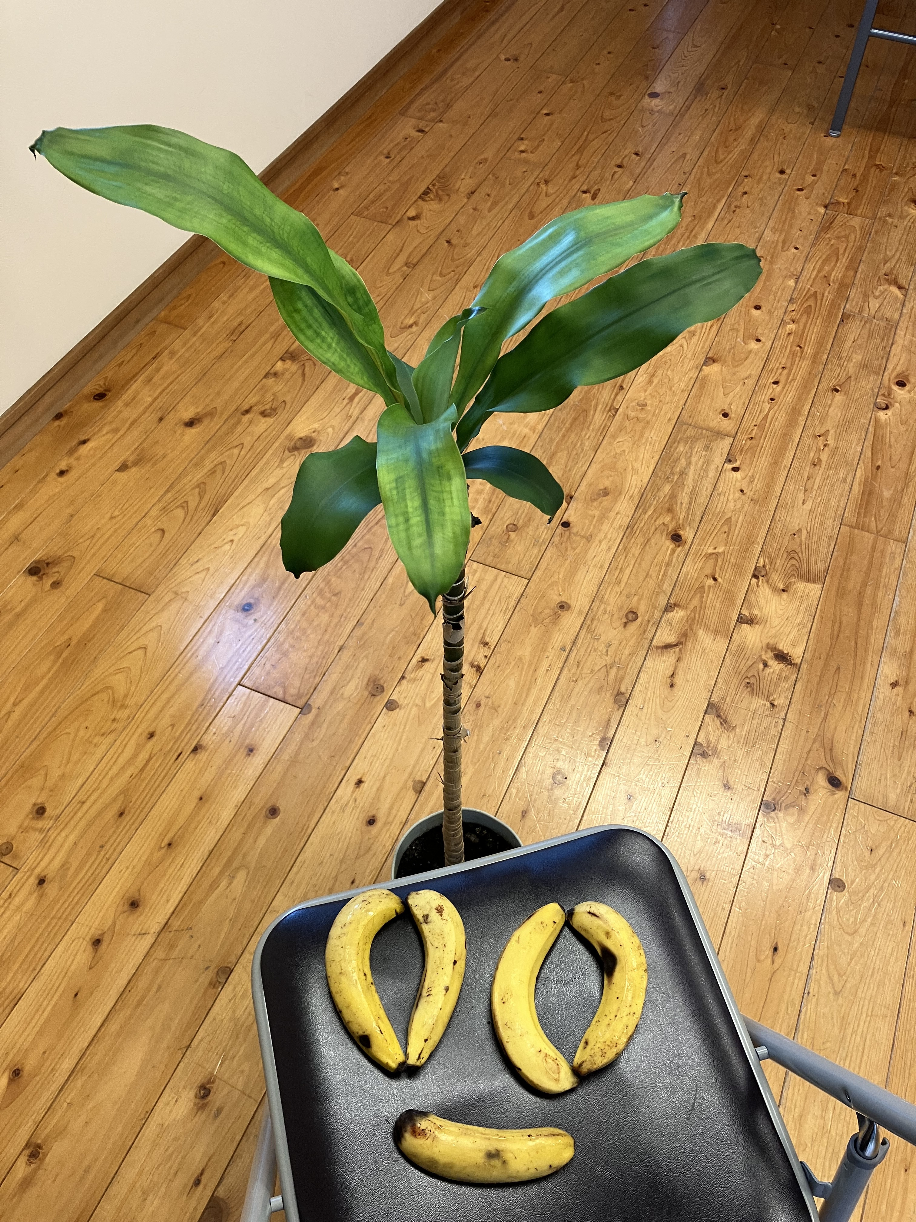 🍌 ネグロスバナナ 🍌｜みんなの日記｜社会福祉法人グリーンコープ