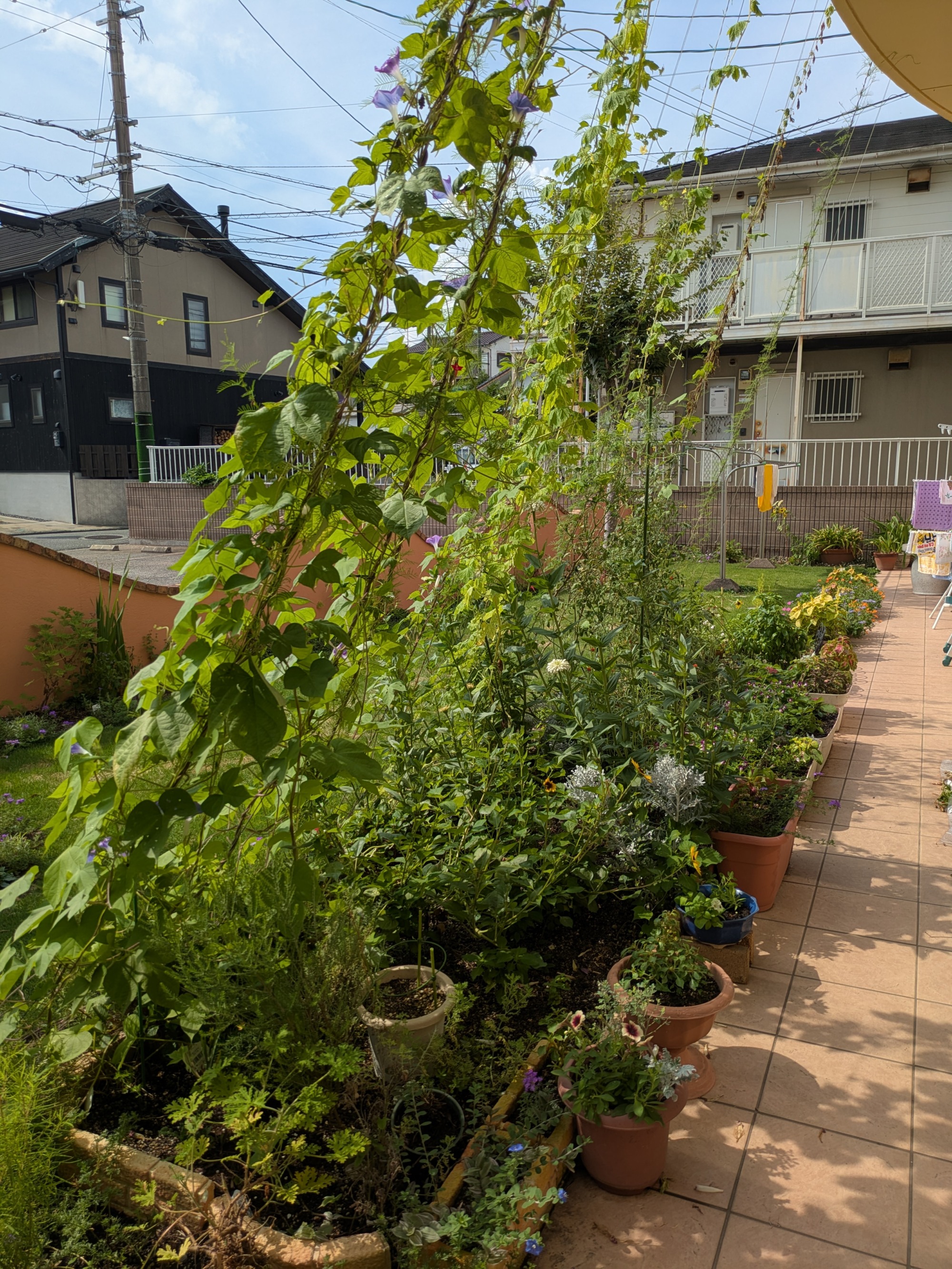 青々と成長している植物たち